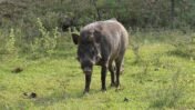 ICAR Develops India's First Indigenous Vaccine for African Swine Fever: A Major Breakthrough for the Pig Farming Industry