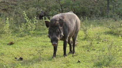 ICAR Develops India's First Indigenous Vaccine for African Swine Fever: A Major Breakthrough for the Pig Farming Industry