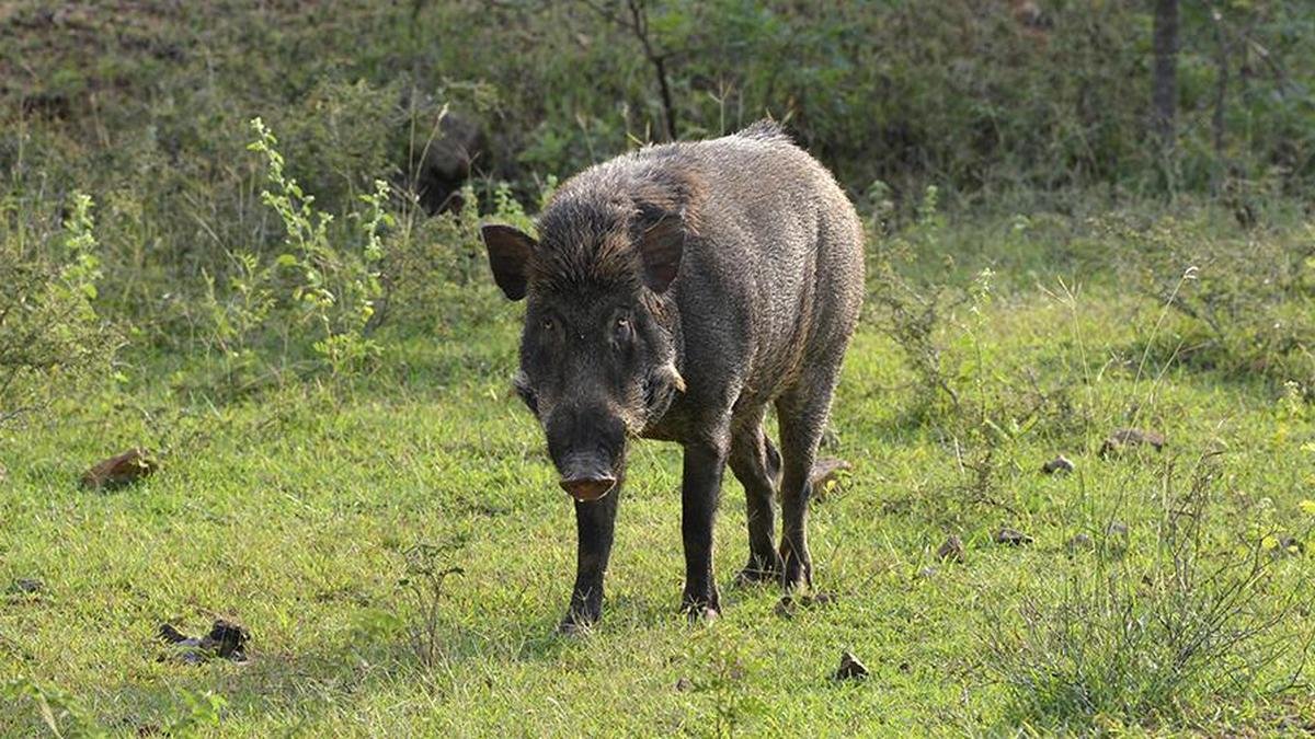 ICAR Develops India's First Indigenous Vaccine for African Swine Fever: A Major Breakthrough for the Pig Farming Industry