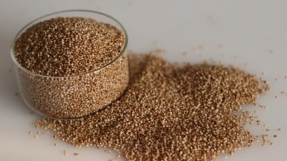 Iron- and Zinc-Fortified Pearl Millet Found Safe for Toddlers’ Gut Health: What the New Study Means for Child Nutrition in India