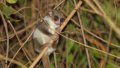 Fat-Tailed Dwarf Lemur: How This Tiny Madagascar Primate Hibernates and May Dream