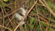 Fat-Tailed Dwarf Lemur: How This Tiny Madagascar Primate Hibernates and May Dream