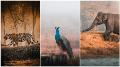 A Tiger Hunt, a River Safari and a Wild Ride Through Nagarhole A Tiger Hunt, a River Safari and a Wild Ride Through Nagarhole