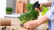 Growing Microgreens at Home? Experts Share the Best Seeds to Plant and Common Mistakes to Avoid