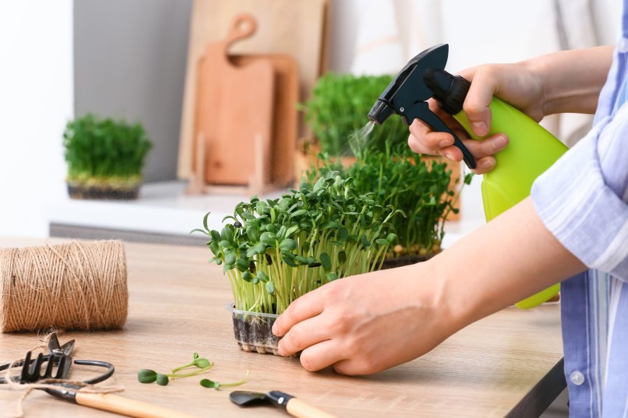 Growing Microgreens at Home? Experts Share the Best Seeds to Plant and Common Mistakes to Avoid