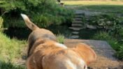 Ernie the Beagle: How One Loyal Dog Became a Constant Through Life’s Biggest Changes