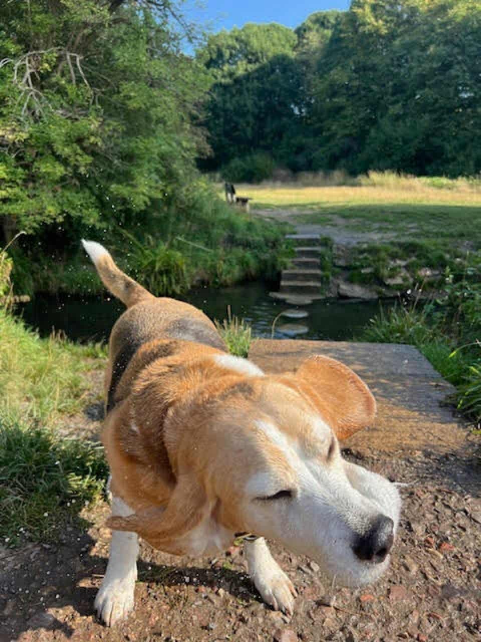 Ernie the Beagle: How One Loyal Dog Became a Constant Through Life's Biggest Changes