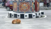 WHO Validates Bhutan’s Rabies-Free Status: How the Country Eliminated Dog-Transmitted Human Rabies