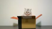 Everyday Explained: Why Do Cats Prefer Cardboard Boxes Over Expensive Beds?