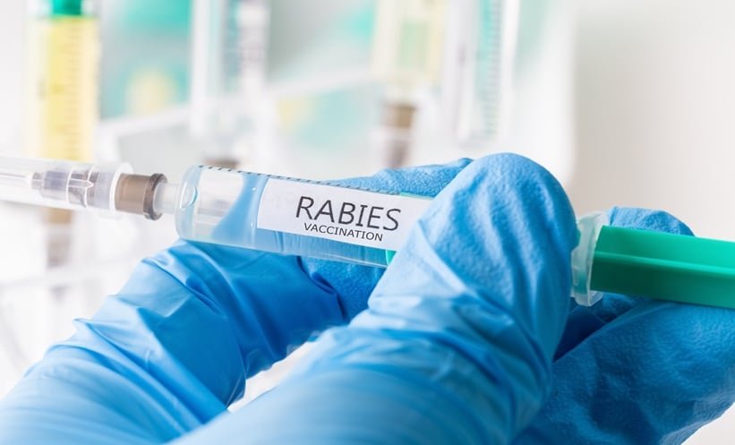 How Rabies Virus Infection Triggers Fatal Brain Immune Failure