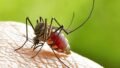 Dengue Spread Neither Unusual Nor Alarming This Year, Says Tamil Nadu Directorate of Public Health