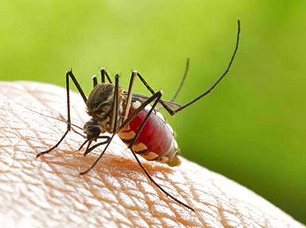 Dengue Spread Neither Unusual Nor Alarming This Year, Says Tamil Nadu Directorate of Public Health