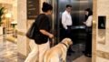 Dogs, Lifts and Society Drama: The Daily Reality of Indian Pet Owners