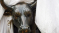 Sensex, Nifty Open Higher as Middle East Tensions Persist