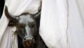 Sensex Jumps 400 Points as Nifty Rises on Asian Gains