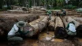 COP17: Global Biodiversity Targets Fall Behind as Funding Disputes Grow