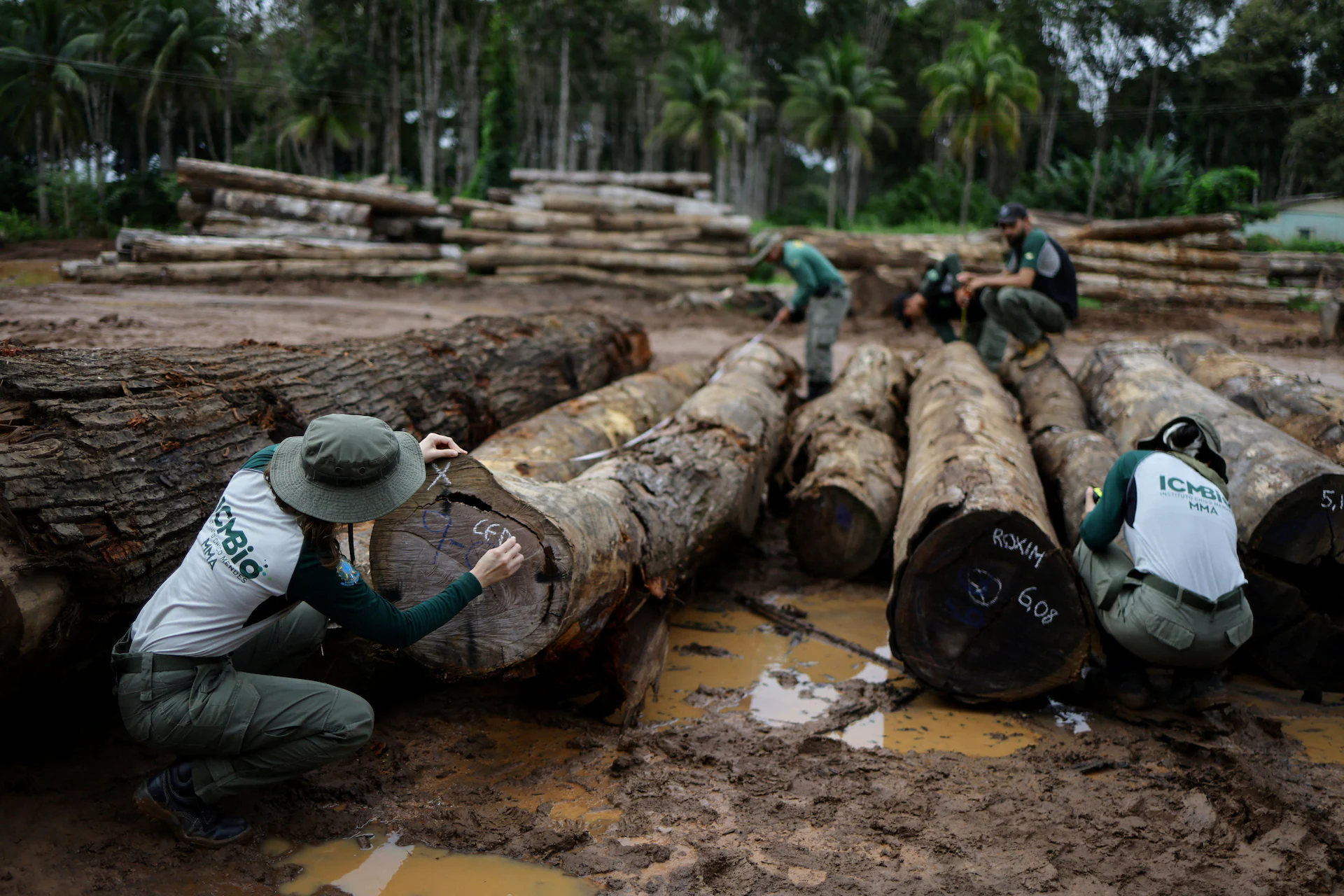COP17: Global Biodiversity Targets Fall Behind as Funding Disputes Grow