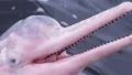 Pink Dolphin Spotted Off Oman: Why Are Some Dolphins Pink?