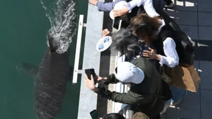 Bukang-i Shark: YouTubers Guard Stranded Shark in Busan Bukang-i Shark: YouTubers Guard Stranded Shark in Busan