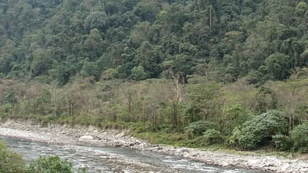 NHPC Project: 23.4 Lakh Trees at Risk in Arunachal