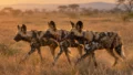 African Wild Dogs Set Record With 4,126 km Journey