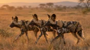African Wild Dogs Set Record With 4,126 km Journey