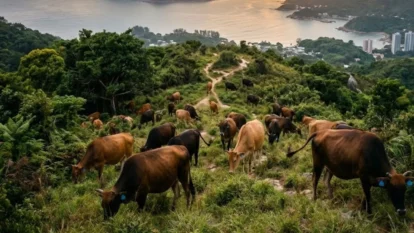 Hong Kong Feral Cattle Study Reveals Ancient Genetic Clues Hong Kong Feral Cattle Study Reveals Ancient Genetic Clues