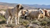 Cheetah Conservation Fund: 25-Year Dog Program Review