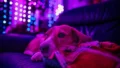 Diwali Pet Safety Tips to Keep Dogs and Cats Safe