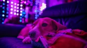 Diwali Pet Safety Tips to Keep Dogs and Cats Safe