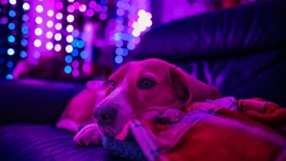 Diwali Pet Safety Tips to Keep Dogs and Cats Safe Diwali Pet Safety Tips to Keep Dogs and Cats Safe