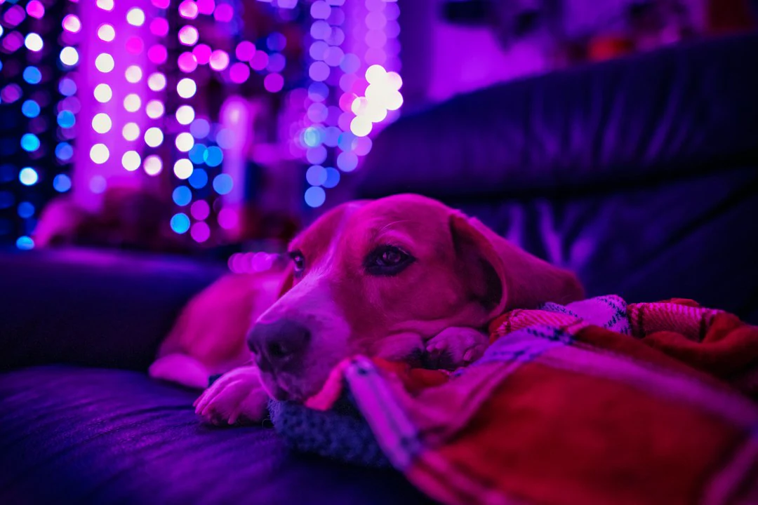 Diwali Pet Safety Tips to Keep Dogs and Cats Safe