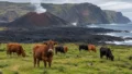 Tristan da Cunha Volcano: 264 Evacuated, 200 Cattle Survived