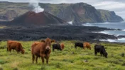 Tristan da Cunha Volcano: 264 Evacuated, 200 Cattle Survived