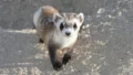 Black-Footed Ferret Recovery: From 18 to Thousands