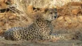 Cheetah Found Critically Injured Near Kuno, Probe Launched