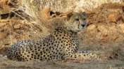 Cheetah Found Critically Injured Near Kuno, Probe Launched