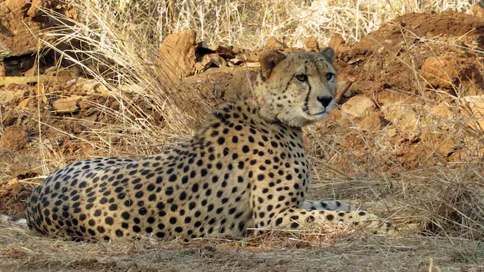 Cheetah Found Critically Injured Near Kuno, Probe Launched
