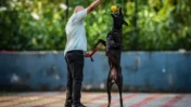 Mumbai Police Adds 6 Belgian Malinois Dogs for Security