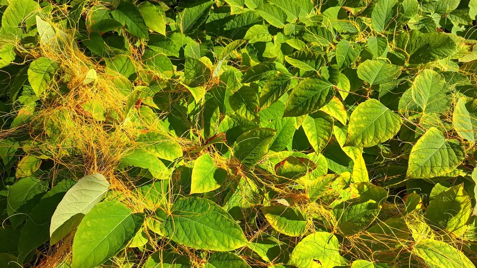 Japanese Knotweed: From Garden Plant to Invasive Pest