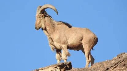 Aoudad Sheep in Texas Threaten Native Bighorn Sheep Aoudad Sheep in Texas Threaten Native Bighorn Sheep