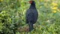 Kalij Pheasants in Hawaii Raise Invasive Plant Concerns