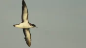 Manx Shearwater Jet Lag Disrupts Seabird Navigation