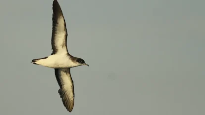 Manx Shearwater Jet Lag Disrupts Seabird Navigation Manx Shearwater Jet Lag Disrupts Seabird Navigation