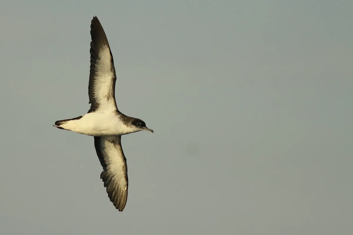 Manx Shearwater Jet Lag Disrupts Seabird Navigation