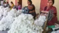 India Extends Cotton Import Duty Exemption Till December 31